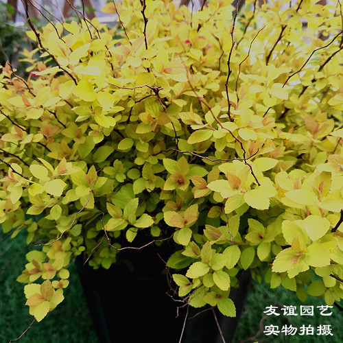 金焰绣线菊多年生木本庭院花园调色花镜观叶植物金色带土发货包邮