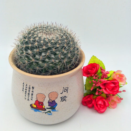 金琥仙人球盆栽花卉多肉植物仙人掌开花绿植盆栽包邮桌面办公室