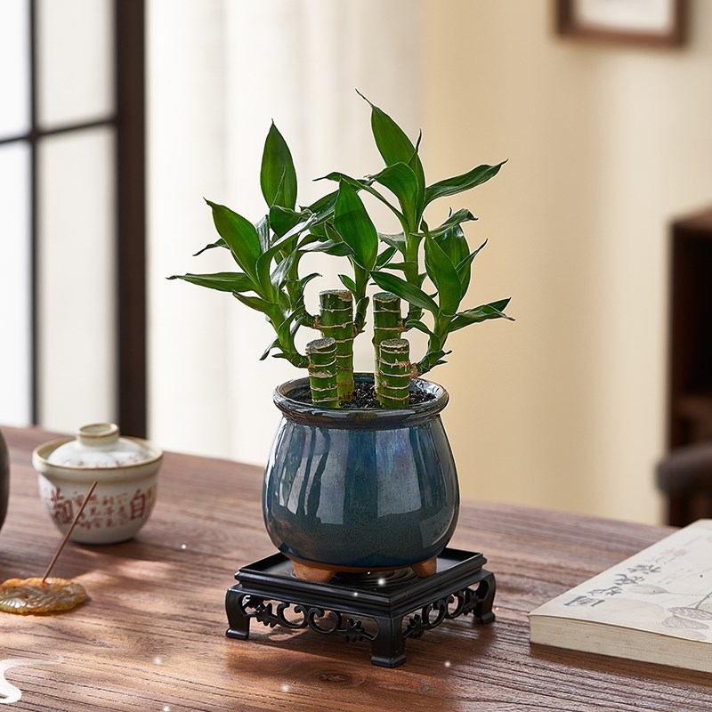 速发文昌竹4支金榜题步高富盆竹室内桌面养植花卉四季好绿贵栽