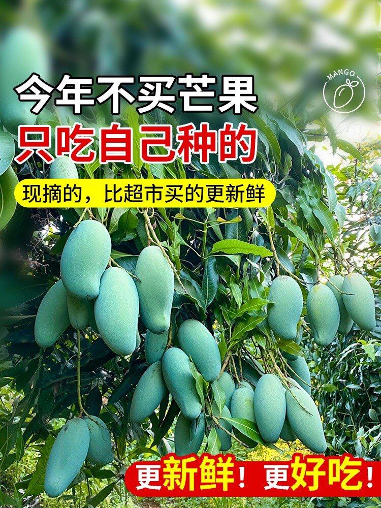 芒果树苗嫁接金煌芒四季芒果苗树红贵妃当年结果庭院阳台盆栽好养