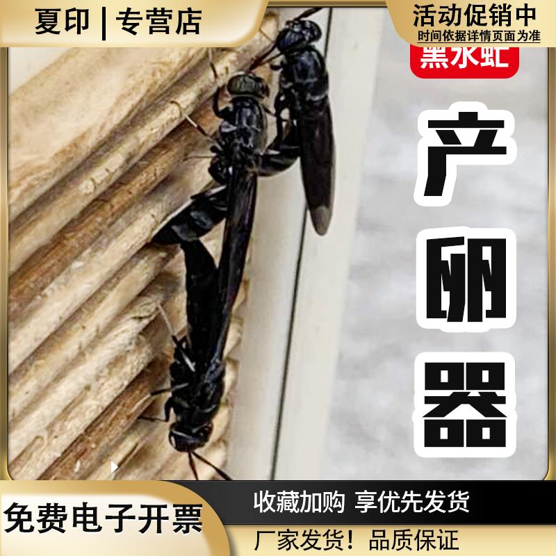 黑水虻产卵器昆虫幼虫孵化器养殖虫卵黑水虻幼虫卵养殖器农业工具