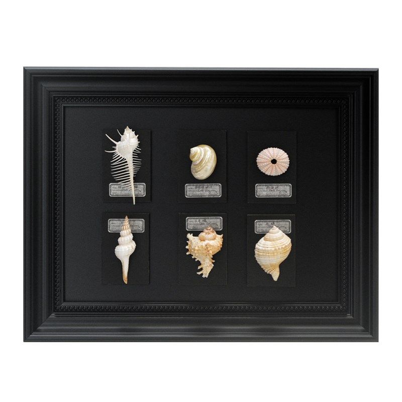 中古风电表箱装饰画2024新款高级感立体贝壳磁吸动物标本类装饰画