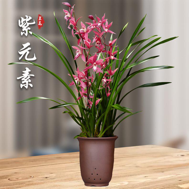 紫元素兰花苗盆栽四季兰草名贵浓香花苞室内阳台好养建兰花卉绿植