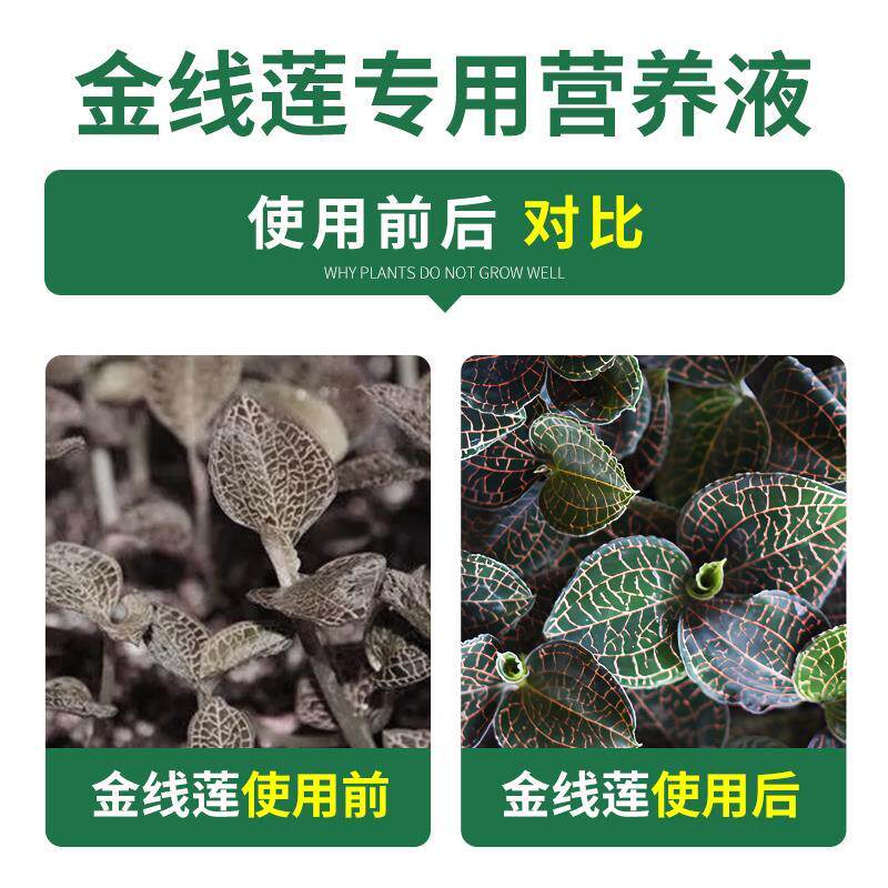 金线莲肥料专用肥营养液银线莲金线风四季家用盆栽植物花肥防黄叶