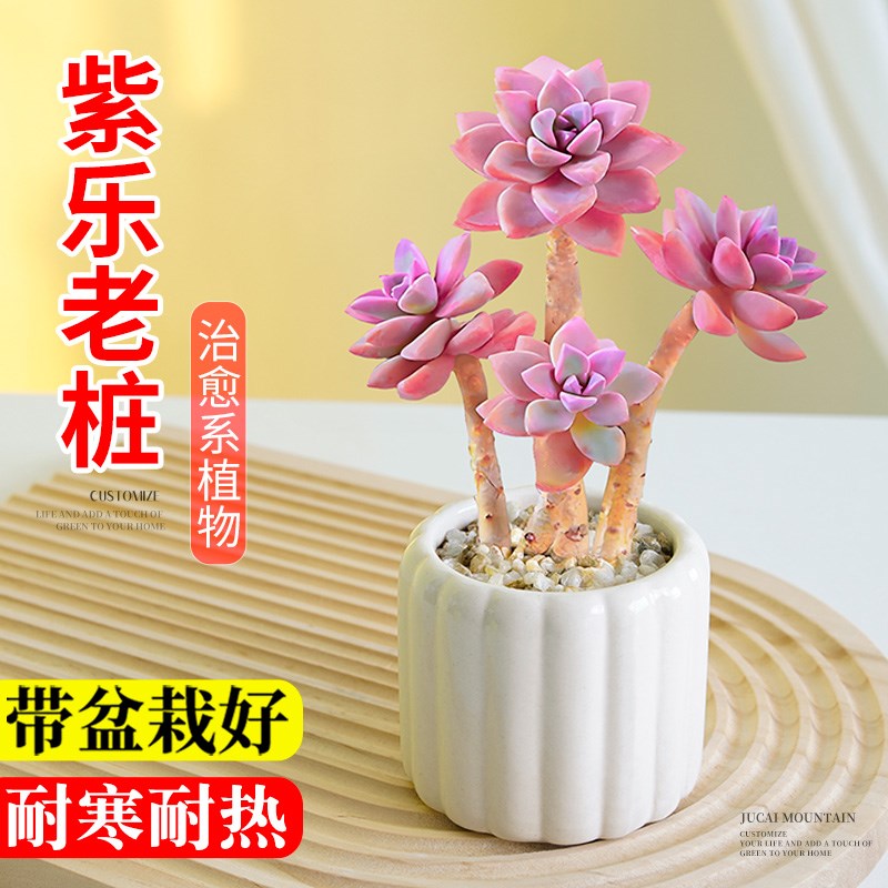 热销多肉组合小盆栽紫乐老桩精品稀有F品种名贵阳台好养活植物陶