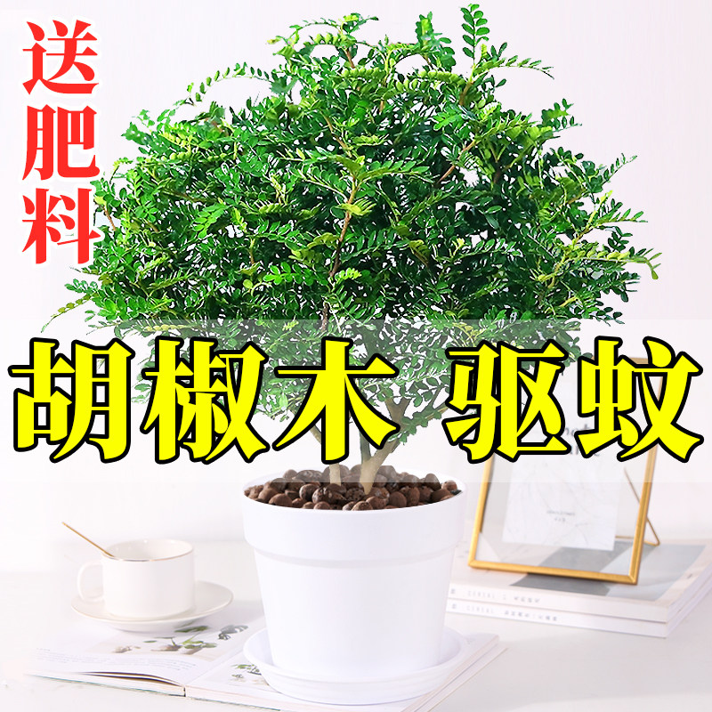 正宗清香b胡椒木盆栽花卉室内外驱蚊草植物树苗老桩盆景九里香绿