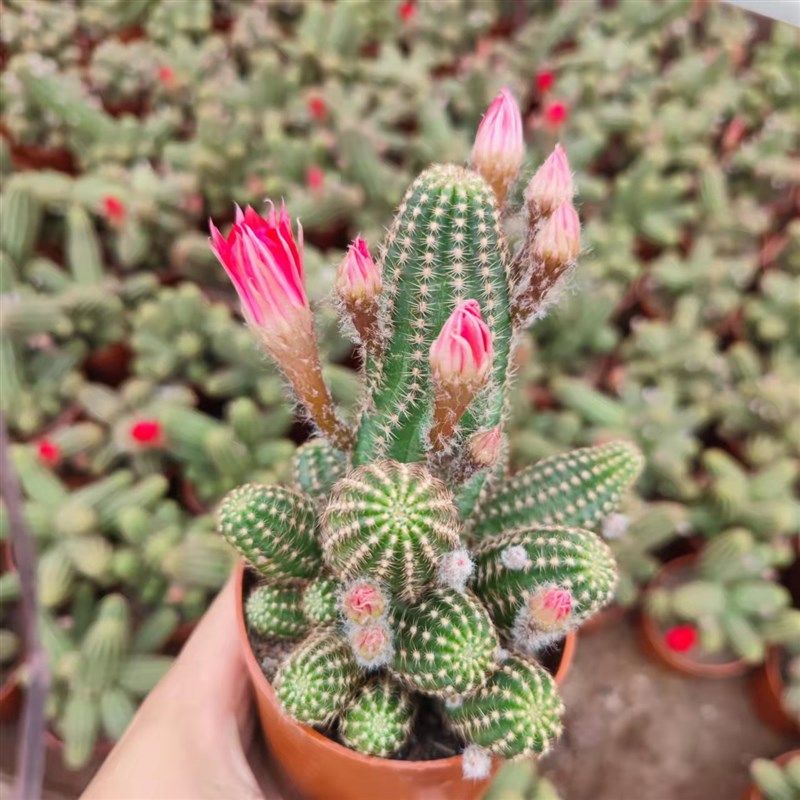热销仙人球白檀仙人掌仙人t指花盆栽植物花卉毛毛虫花多肉植物金