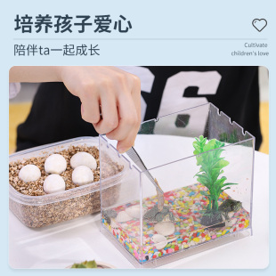 速发乌龟蛋可孵化龟彩龟受精蛋中华草龟苏北金线龟蛋花龟蛋