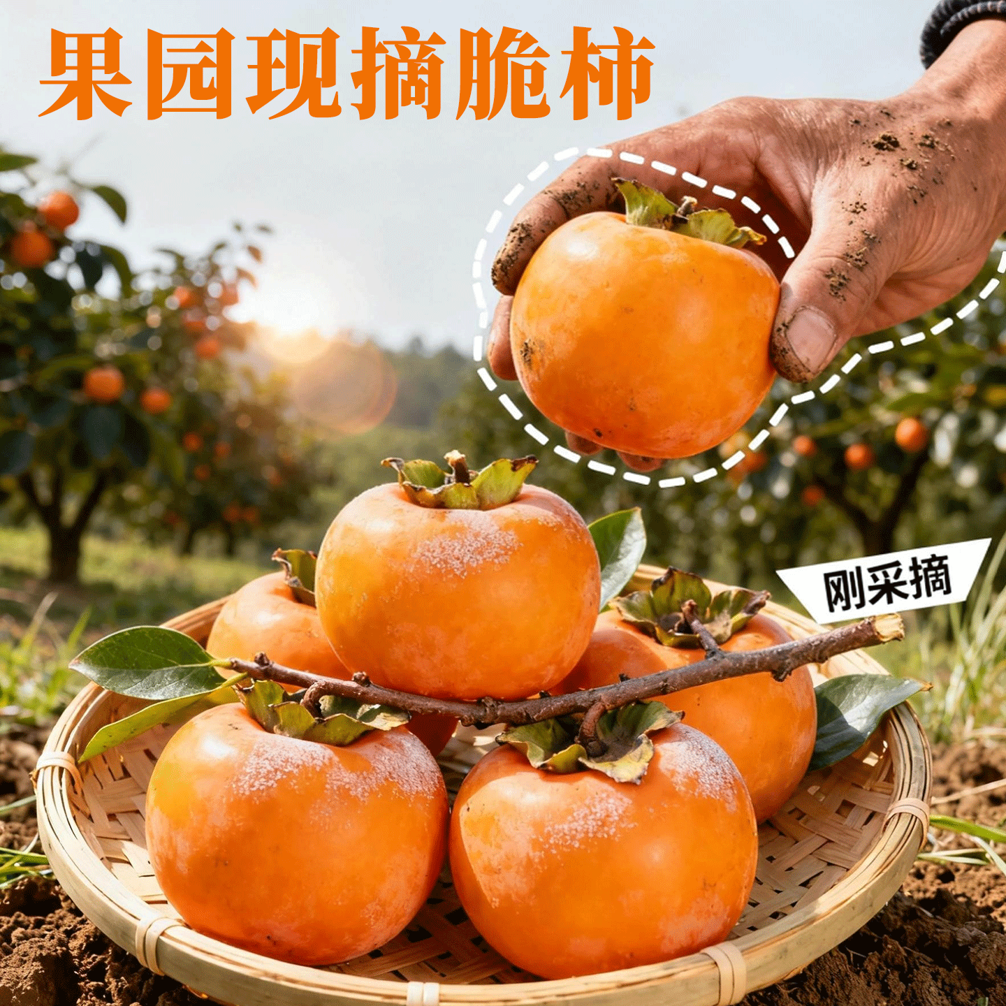 脆柿子【黄脆甜冰糖心】