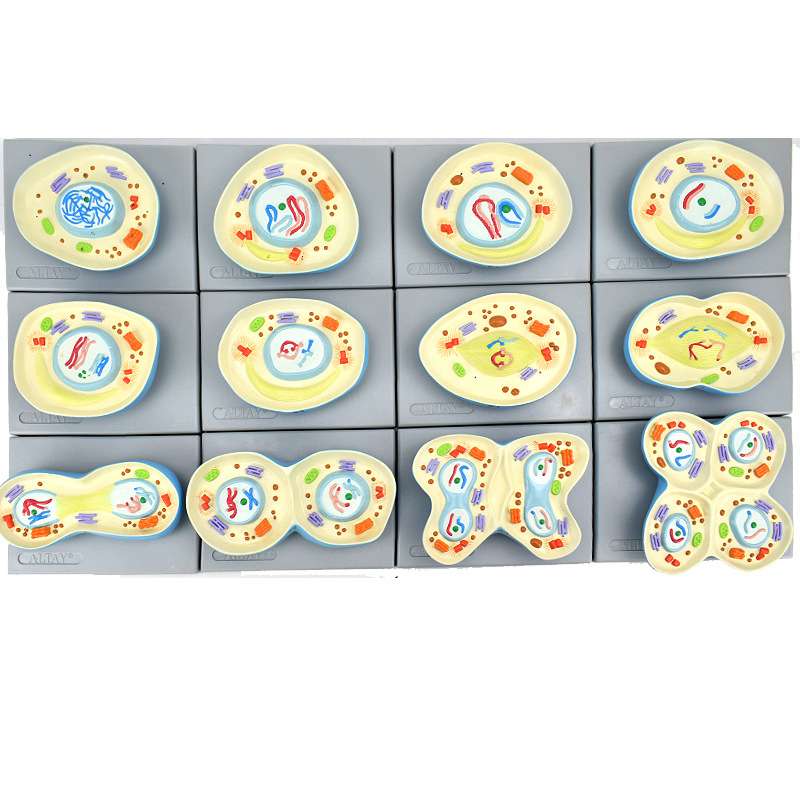 ENOVO颐诺减数分裂模型生物学遗产学生物染色体分裂Meios