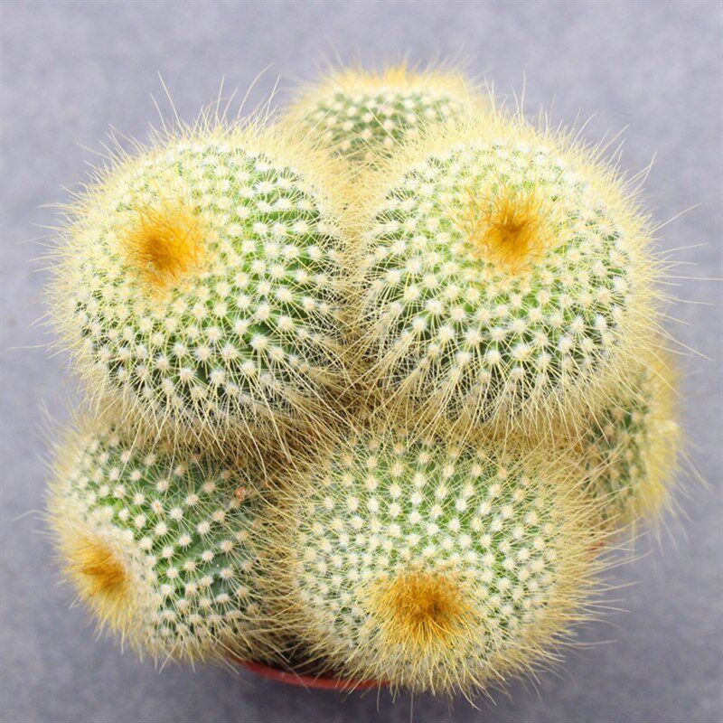 速发金丝猴仙人球 群生开花长毛多肉植物 办p公室花卉小盆栽防辐