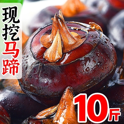 顺丰乐昌新鲜马蹄北乡荸荠带泥精选中大果特大马蹄王10斤水果蔬菜
