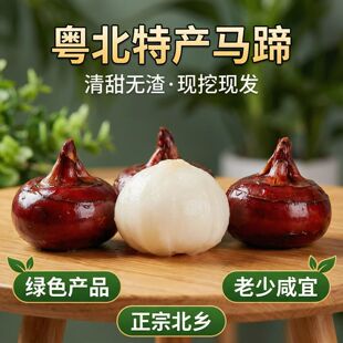 乐昌地标特产北乡马蹄中果荸荠新鲜蔬菜水果爽脆无渣带泥5斤/10斤