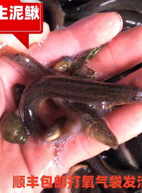 顺丰野的泥鳅黄鳝2斤广东省包邮可杀可活新鲜到家打汤煲粥清蒸