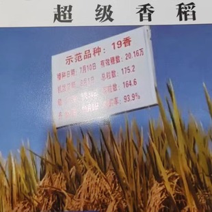 韶关现辗农家香米香稻米高山泉水种植5斤无抛光打腊煮饭煮粥礼品