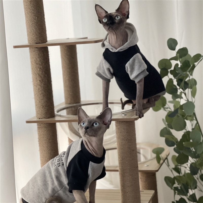 极速无毛猫衣服j秋冬潮牌加绒帽衫酷潮流卫衣斯芬克斯德文猫衣服