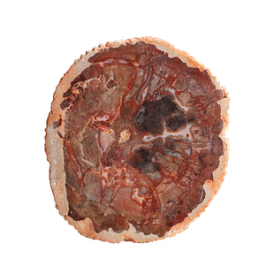 天然木化玉原石切片8-15cm标本石树化玉茶O杯垫家居复古装饰摆件