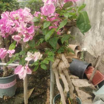 极速新品红樱老B桩提根三角梅品