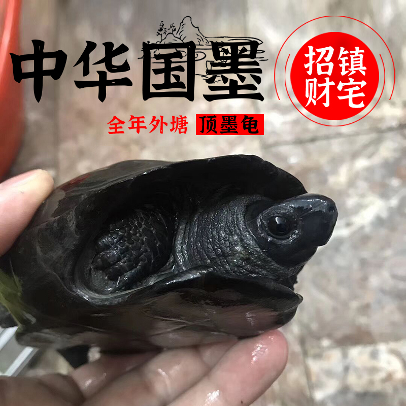 顶墨龟纯种全黑龟苗纯外塘中华公草龟小乌龟活物活体金线龟招财龟