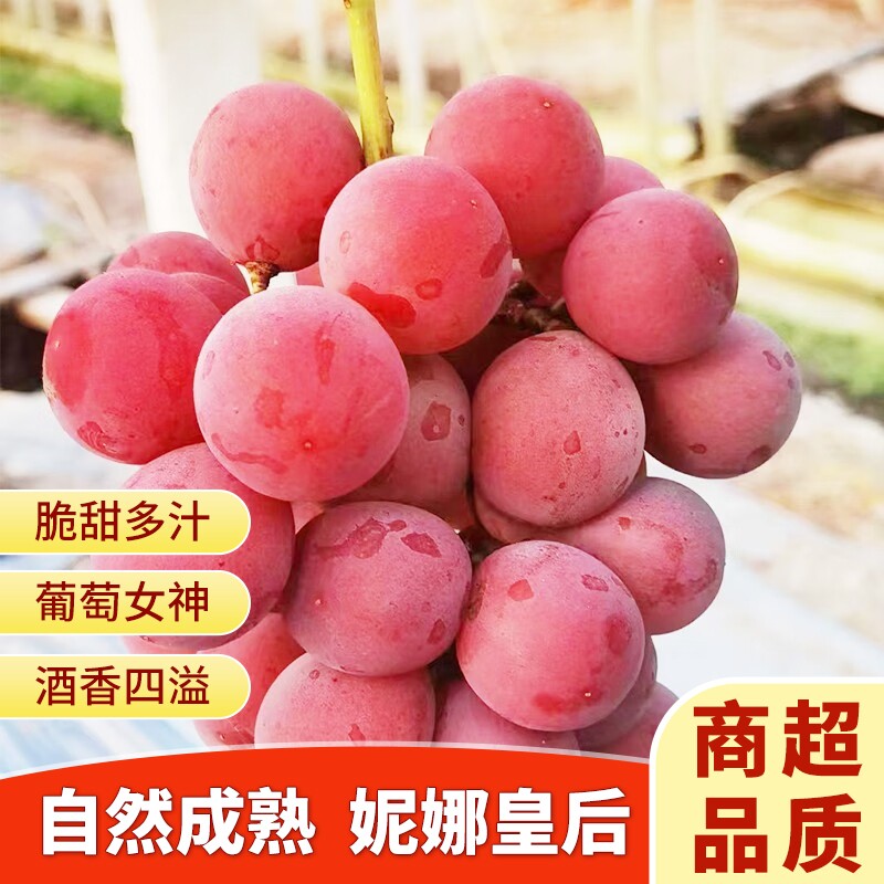顺丰包邮妮娜皇后无籽脆甜葡萄