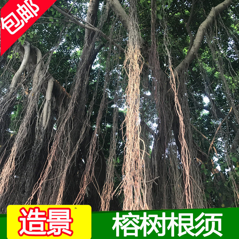 极速榕树根须天然藤蔓龙须根沉木杜鹃根鱼缸N水族清水造景装饰电