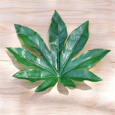 极速仿真八角金盘叶水果店装饰绿色塑料假树M叶子水果摊垫底装饰