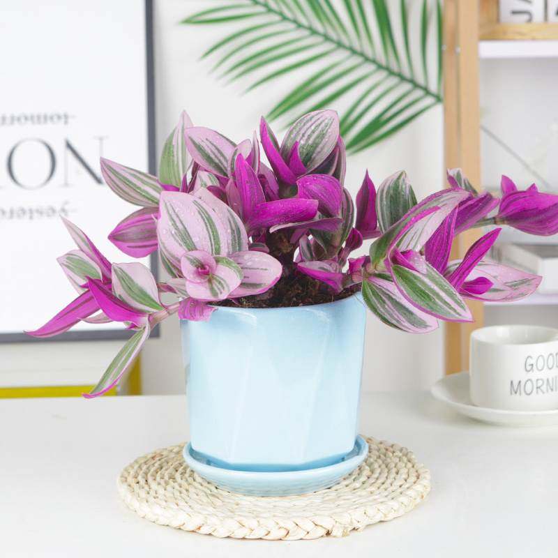 极速/大颗d油画婚礼吊兰盆栽锦胭脂云多肉植物客厅室内花卉绿植阳,家居饰品,百变造型香皂,淘宝优惠券,粉丝福利购,淘宝优惠卷