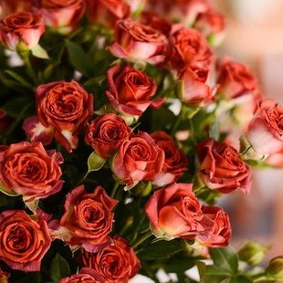 中大月季 一加仑1滇香月季 花苗带盆发货基质土栽V培植物微月灌木