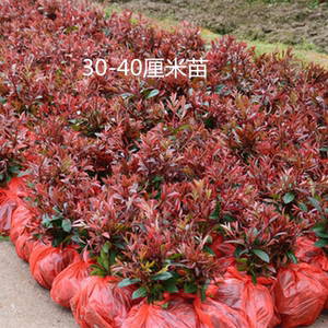 红叶石楠红叶石兰庭院绿化树红罗宾红叶石楠树苗火焰红北方耐寒