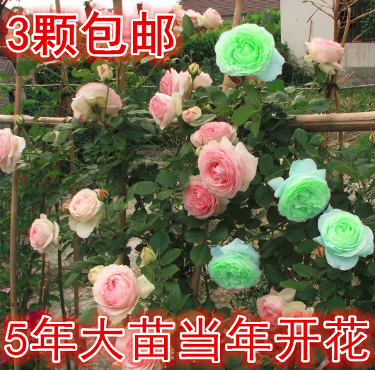 庭院别墅阳台盆栽 月季花 玫瑰月季花苗 大花月季 品种月季3年苗