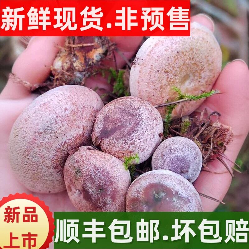 当季新鲜枞树菌野生新鲜乌枞菌寒菌三九菇雁鹅菌雁来蕈顺丰包邮