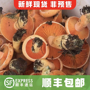 新鲜野生枞树菌寒菌松树菌三九菇谷熟菌蘑菇乌枞菌黄枞菌雁来蕈