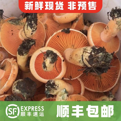 新鲜野生枞树菌寒菌松树菌三九菇谷熟菌蘑菇乌枞菌黄枞菌雁来蕈