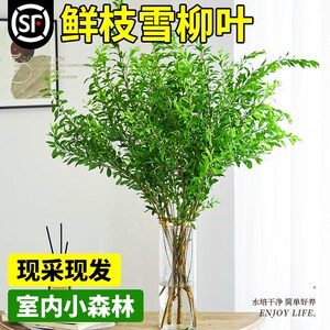 速发雪绿鲜物带花苞鲜切雪柳叶水培植枝室内好养活柳植高级感客厅