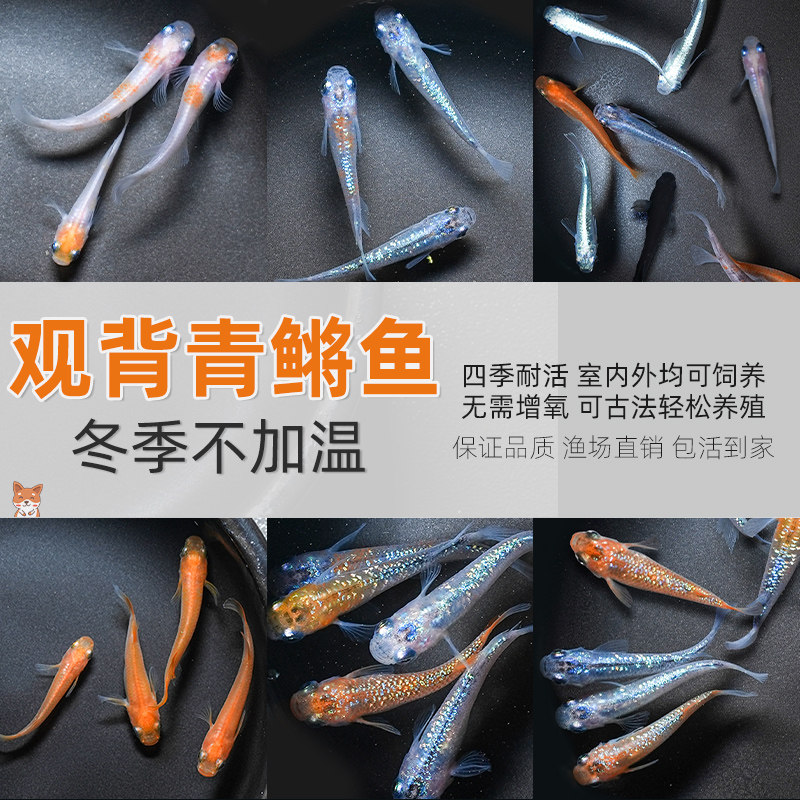 速发观背青鳉水赏鱼冷观鱼小型锦鲤淡不鱼水打氧好养损