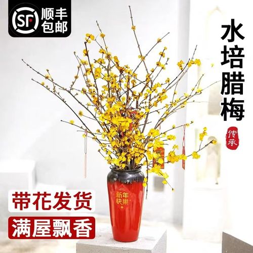 速发水培植物腊梅鲜切花干李雪柳水养花满屋卉香珍珠枝花飘花束水