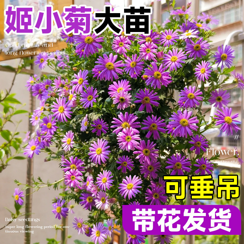 速发姬小菊花栽花苗带花苞室内台花卉植合懒人养的适物四季开盆小