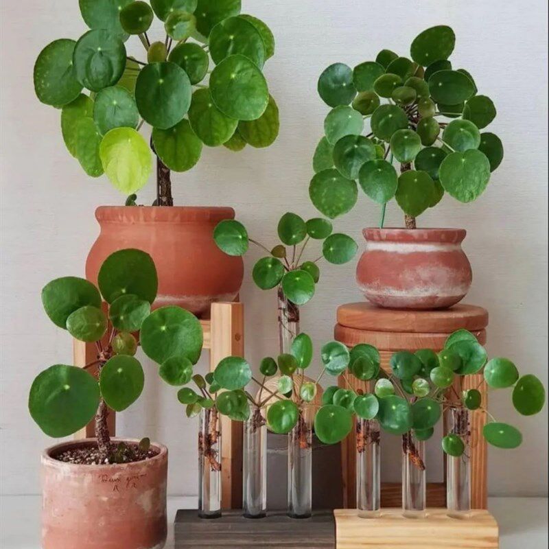 热销镜面草网红翠屏草铜钱草北欧风室内I好养水培老桩绿植桌面盆