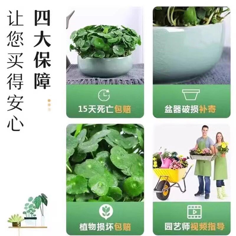 热销带叶铜钱草小绿植水培植物四A季好养土培室内盆栽大叶金钱草