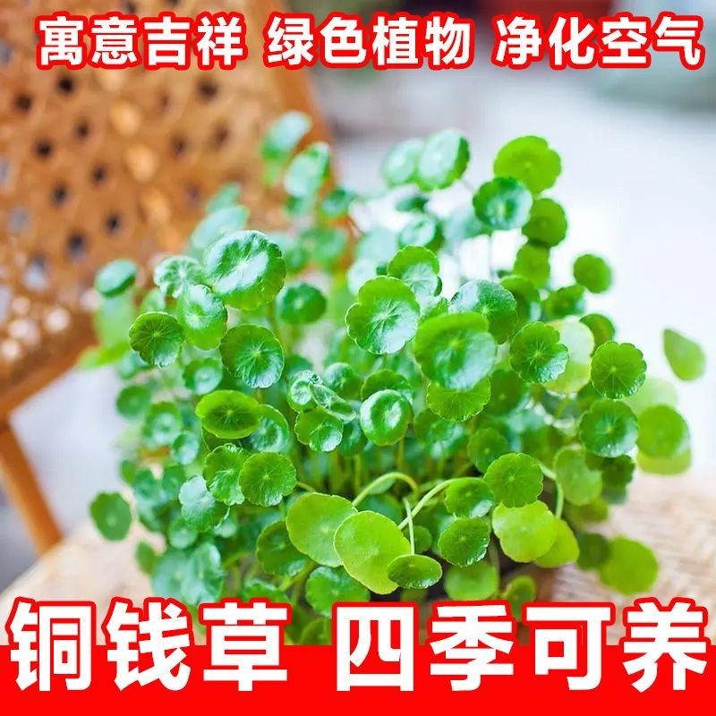 热销带叶铜钱草水j培植物办公室内盆栽客厅桌面绿植花卉趣味水养