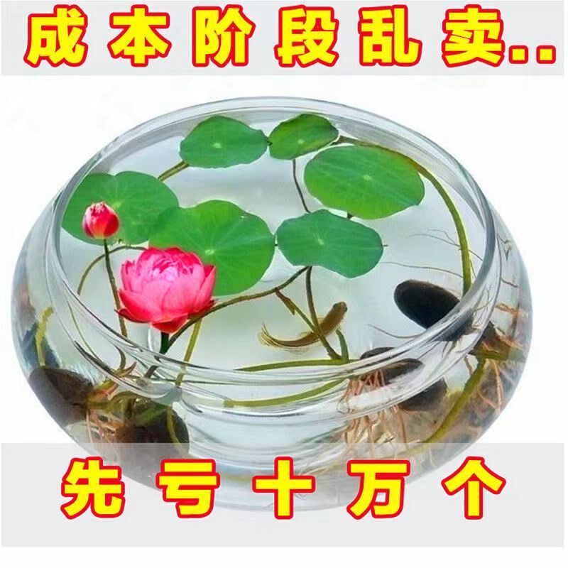 热销水培玻璃花瓶透明碗莲荷x花铜钱草盆缸养睡莲的专用花盆鱼缸