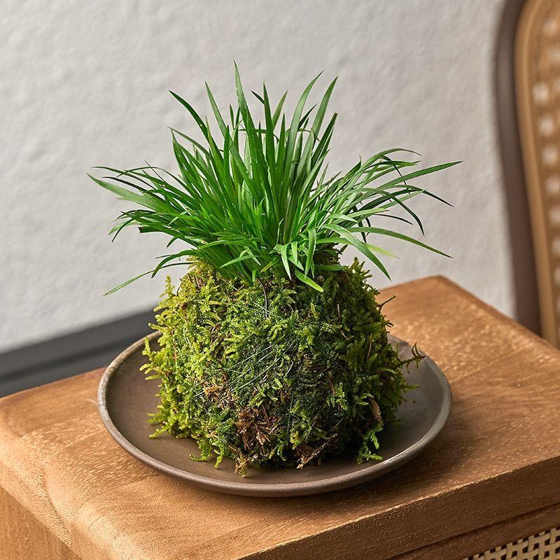 热销苔藓球菖蒲小盆栽o微型盆景水培植物绿植办公室内迷你花卉净