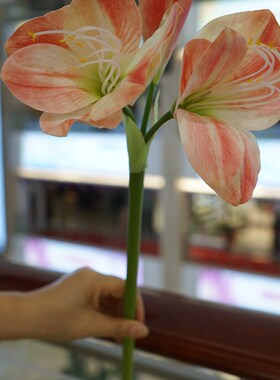 热销朱顶兰高品质君子兰样板间软装花艺餐桌前台茶T几摆件盆栽插