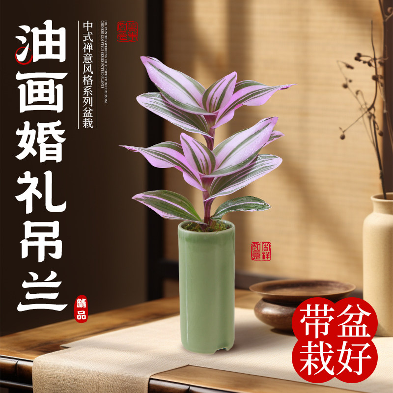 热销油画婚礼吊兰盆栽迷你小盆景A水培植物办公室内桌面禅意绿植