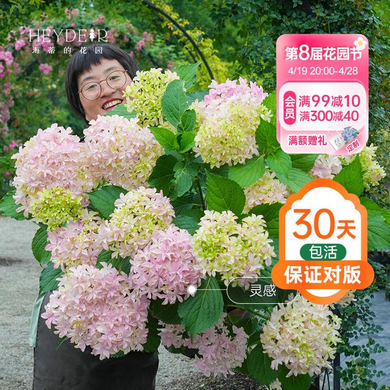 海蒂的花园绣球花盆栽花苗新品绣球上新阳台盆栽窗台绣球植物