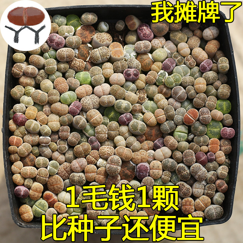 生石花套餐整盆 带盆土发 w高性价比 石生花多肉番杏科屁股石头花
