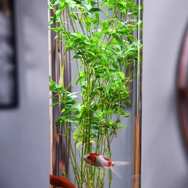 观音竹水培盆栽室内客厅办公桌面盆景绿植观赏植物玻璃缸可养鱼,鲜花速递/花卉仿真/绿植园艺,绿植,淘宝优惠券,粉丝福利购,淘宝优惠卷