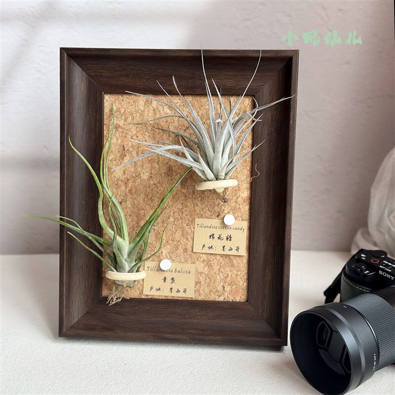 ins空气凤梨套餐磁吸装饰画框复古桌面室内墙上深棕色相框8寸送礼,鲜花速递/花卉仿真/绿植园艺,红掌/凤梨/温室花卉,淘宝优惠券,粉丝福利购,淘宝优惠卷
