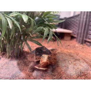 黄缘养殖箱龟专用养宠物陆龟乌龟黄缘幼龟饲养缸透明玻璃爬虫盆