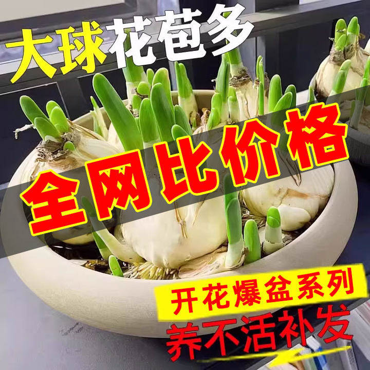 速发水培水仙花寒球盆栽养水代花苞室内好养易活四季开花冬季耐种